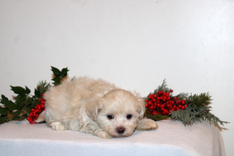 puppy, for, sale, Maltipoo, Matthew B. Stoltzfus, dog, breeder, Gap, PA, dog-breeder, puppy-for-sale, forsale, nearby, find, puppyfind, locator, puppylocator, aca